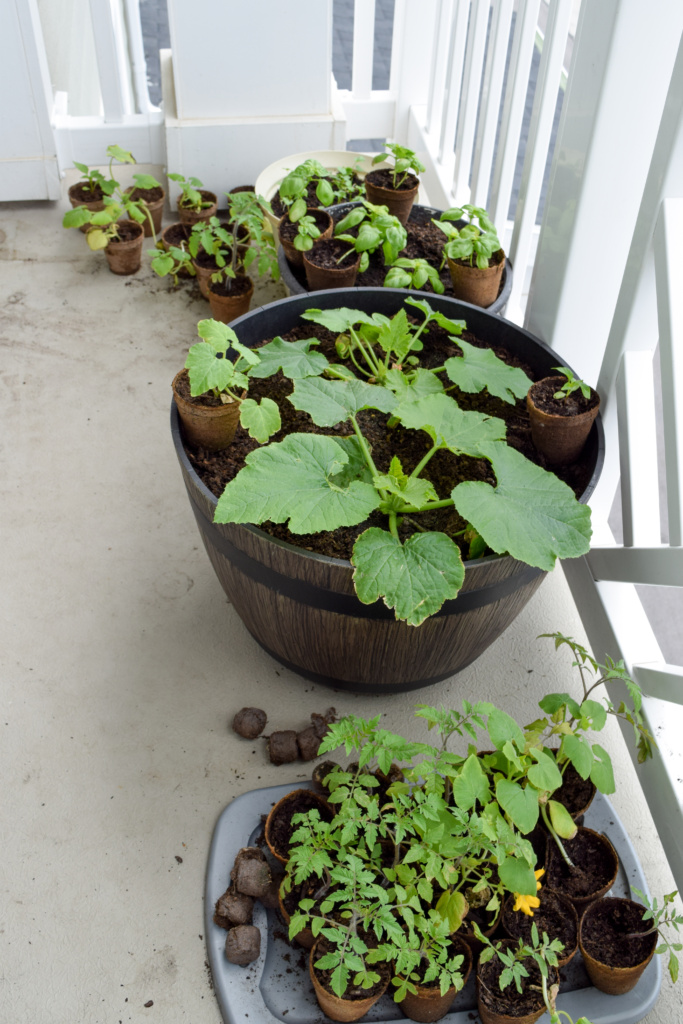 Broccoli Carrot Salad and my garden